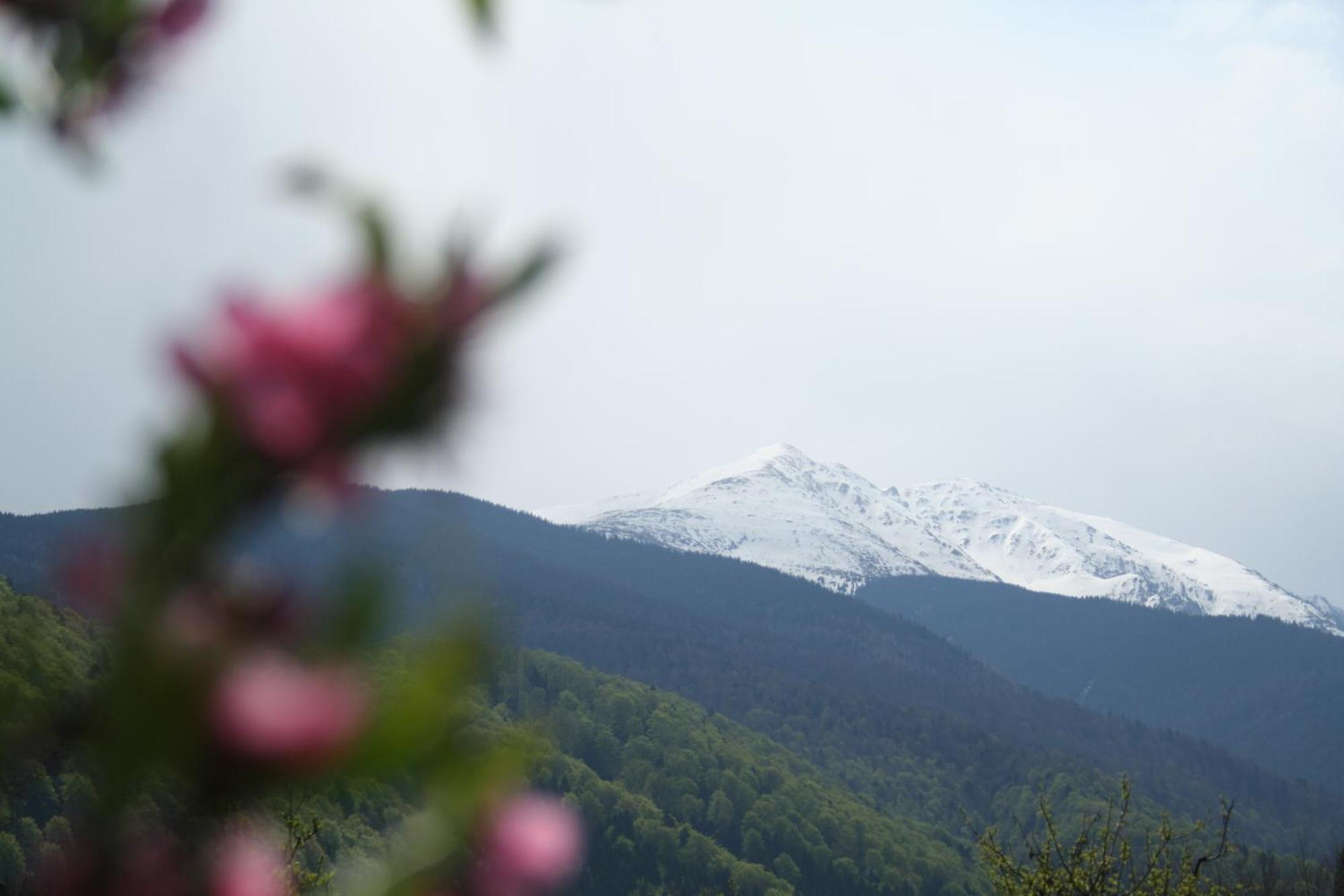 Pension Belmonte Sîmbăta de Sus Exteriör bild